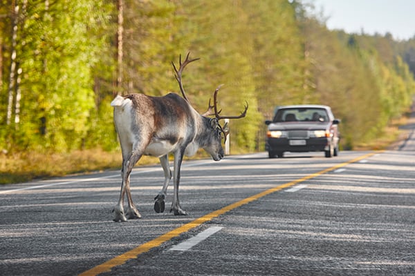 animal-crossing