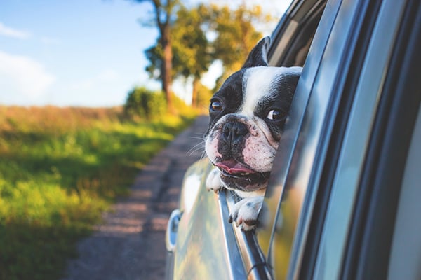 petinsurance