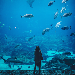 img_aquarium_250