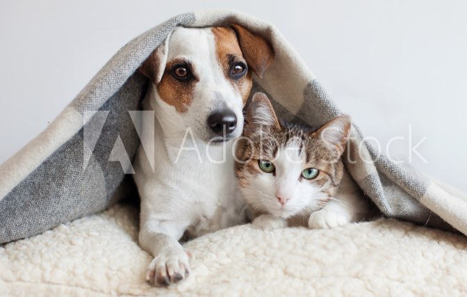 pet-insurance-photo